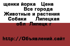 щенки йорка › Цена ­ 15 000 - Все города Животные и растения » Собаки   . Липецкая обл.,Липецк г.